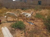 عنزة, Saanen goat — الصورة 2