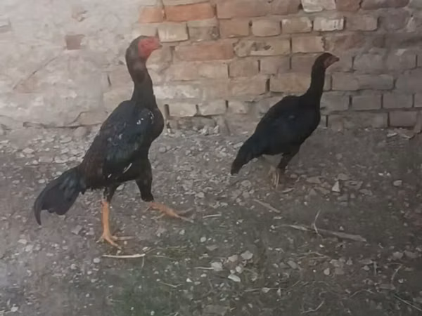 डर्बीशायर रेडकैप