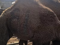 公骆驼, Kazakh Bactrian camel — 照片 2