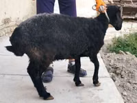 母羊, Arabi sheep — 照片 4