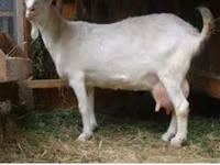 Billy Goat, Saanen goat — photo 4