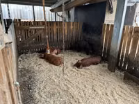 Boar — photo 5