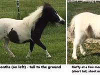 Faras, Miniature horse — sawirka 7