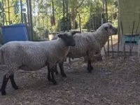 كبش, Shroshire sheep — الصورة 4