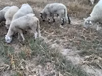 公羊, Cerry Hill sheep — 照片 3