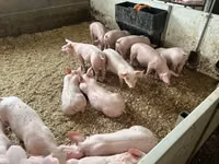 Pigs (batch, sex not specified), Pigs — photo 1
