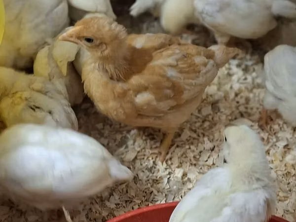 Shamo chickens — South Africa