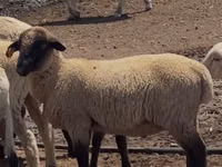 Ram, Hampshire sheep — photo 1