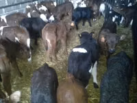 Ng'ombe dume, Simmental cattle — picha 6