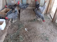 Chickens — 照片 5