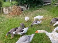 Geese — फ़ोटो 3
