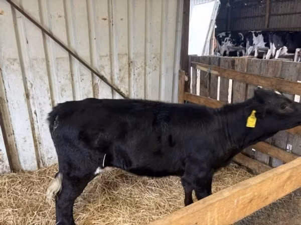 Lo’, Limousin cow