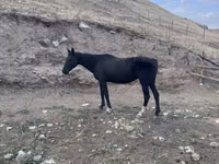 Faras dhaddig, Anglo-Arabian — sawirka 3