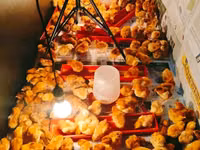 Rhode Island Rot — Foto 1