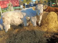 गाय, Charolais cattle — फ़ोटो 2