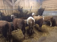 Ng'ombe (kikundi, jinsia haijatajwa), Simmental cattle — picha 2
