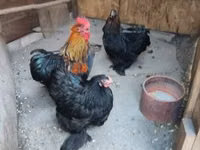 Chickens — 照片 2