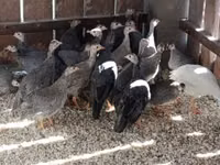 Guinea fowl — फ़ोटो 1