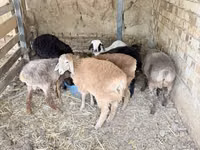 मेढ़ा, भेड़ — फ़ोटो 3