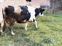 Vaca, Russian Black pied cattle — foto 1