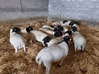मेढ़ा, Dorper sheep — फ़ोटो 4
