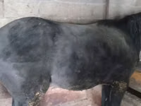 Caballo, Caballos — foto 4