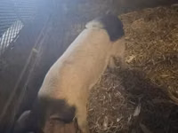 Boar — photo 2