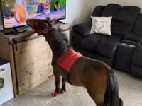 Faras, Miniature horse — sawirka 4