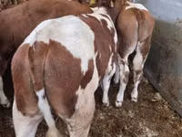 Bull, Simmental cattle — photo 1