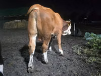 公牛, Swiss cattle — 照片 4