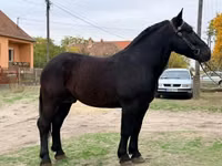 Horse (M), Lipizzaner — photo 1