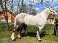 Horse (M), Horses — photo 3