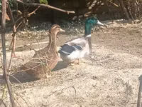 Ducks — 照片 3