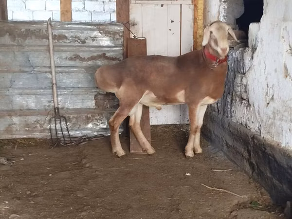 Carnero, Rhon sheep