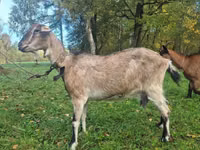 Ziege, Alpine goat — Foto 1