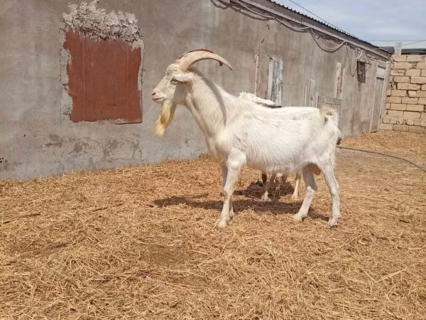 تيس, Saanen goat