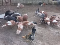 Turkeys — photo 8