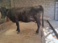 Cow, Simmental cattle — photo 2