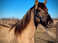 घोड़ा, Rocky Mountain Horse — फ़ोटो 8