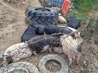 Boar — photo 2