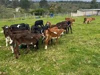 Cattle (batch, sex not specified), Cattle — photo 2