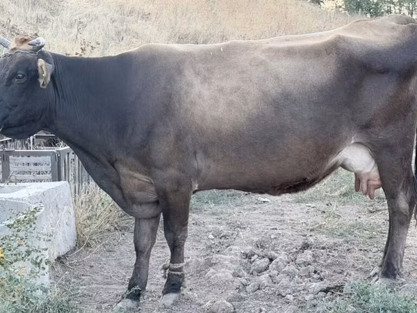 Lo’, Ukrainian Brown Dairy Cattle