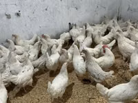 Chickens — foto 2