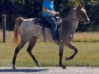 Faras, Rocky Mountain Horse — sawirka 8