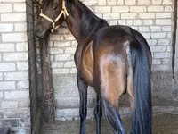 Horse (M), Thoroughbred horse — photo 2