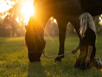حصان, Percheron — الصورة 6