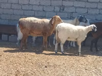 Ram, Ordabasy sheep — photo 7