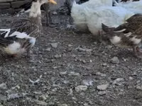 Ducks — 照片 1