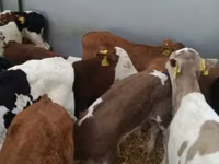 Cattle (batch, sex not specified), Simmental cattle — photo 6