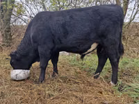 Bull, Aberdeen-Angus — photo 3